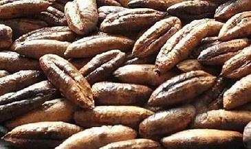 تصویر 2 از خرید و قیمت روغن هسته خرما پالم + فروش عمده